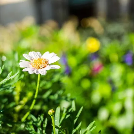Libredon סנטיאגו דה קומפוסטלה