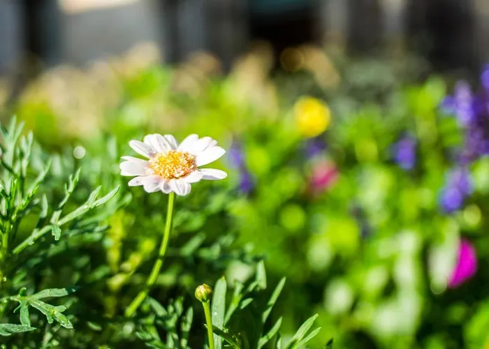 Libredon Santiago de Compostela